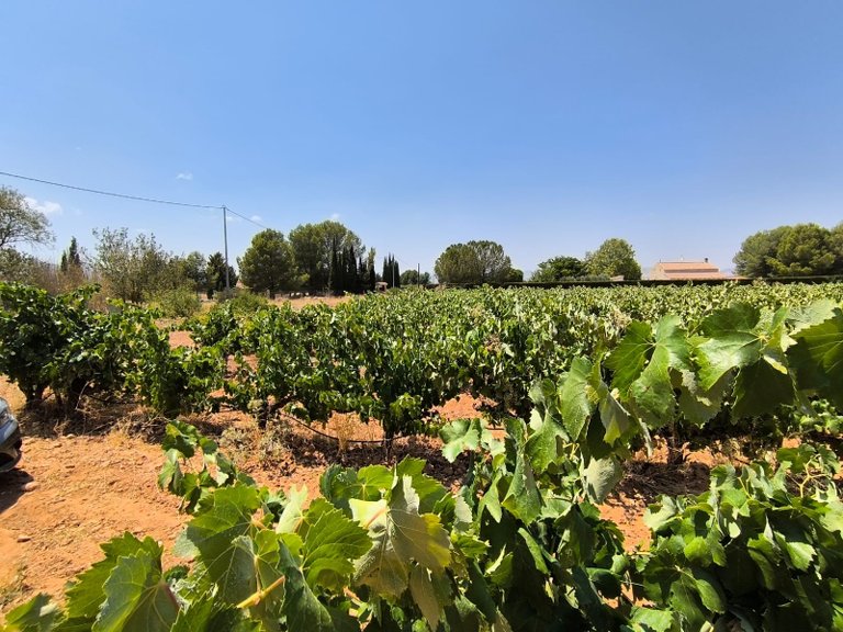 Plot for Sale in Yecla, Murcia 5