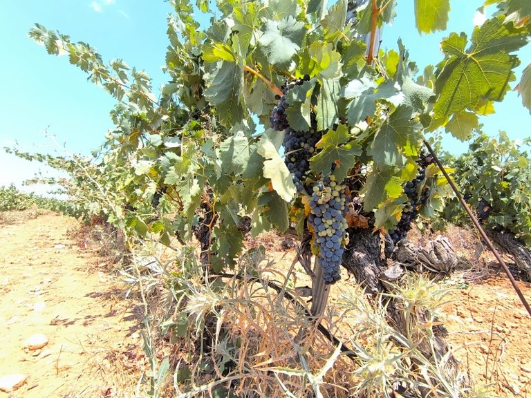 Plot for Sale in Yecla, Murcia 4