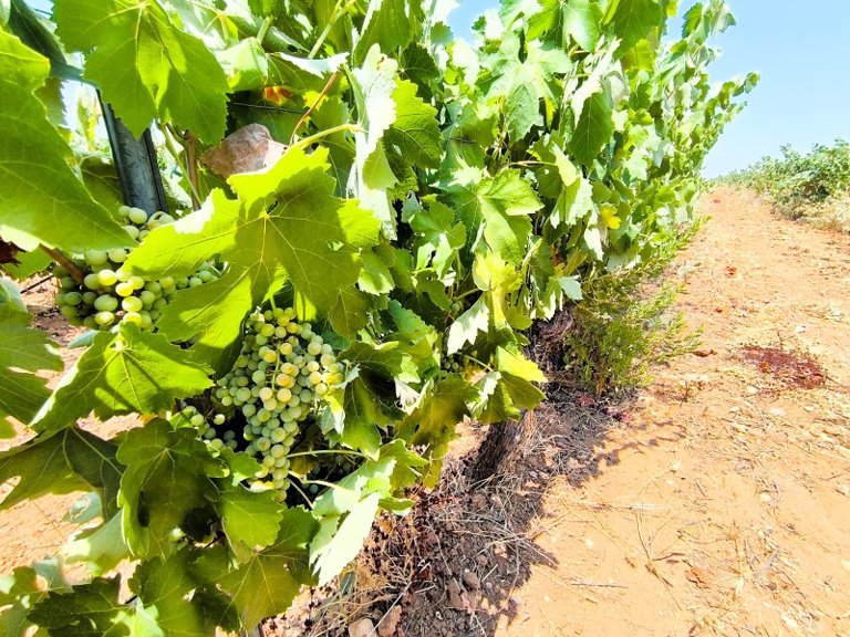Plot for Sale in Yecla, Murcia 3