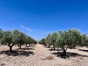 Plot for Sale in Monovar, Alicante